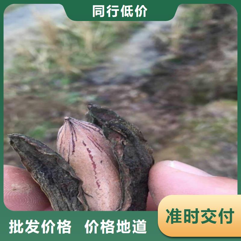 【碧根果】_梨树苗厂家工艺先进轩园梨树苗