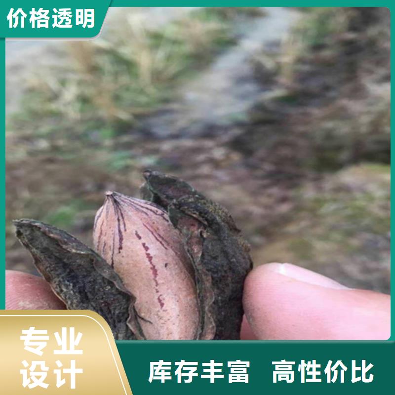 梨树苗-视频-河北省张家口市|怀安|蔚县|邢台|邯郸|沧州|衡水梨树苗-轩园