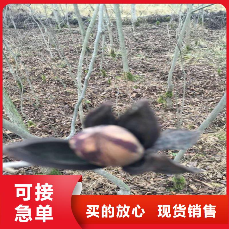 梨树苗-视频-河北省张家口市|怀安|蔚县|邢台|邯郸|沧州|衡水梨树苗-轩园