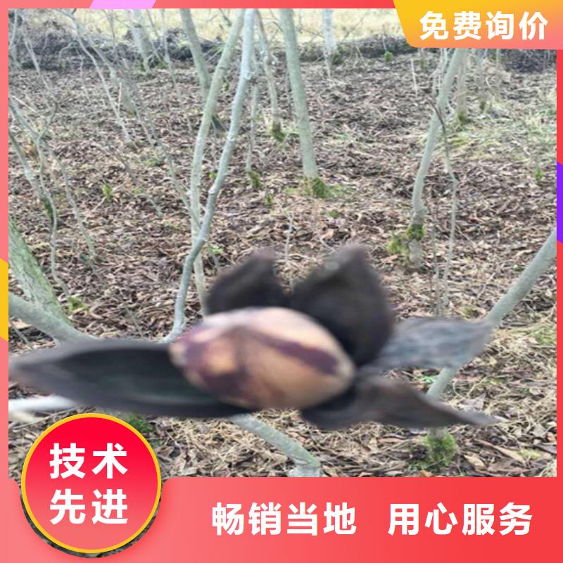 碧根果苗怎么卖