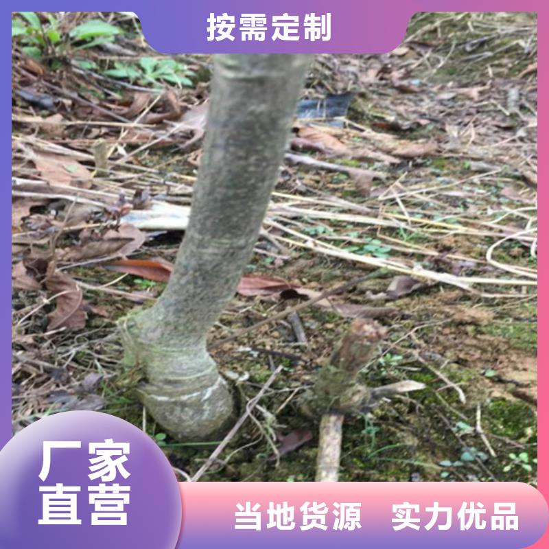 【碧根果】_梨树苗厂家工艺先进 轩园园艺场(辽源市分公司)
