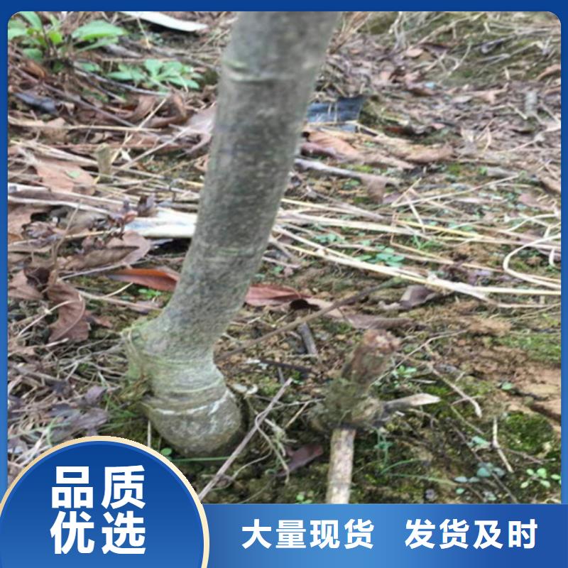 碧根果苗基地直销