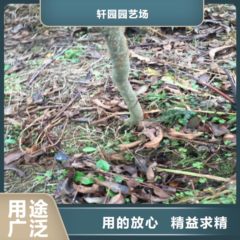 【碧根果】_梨树苗厂家工艺先进 轩园园艺场(辽源市分公司)