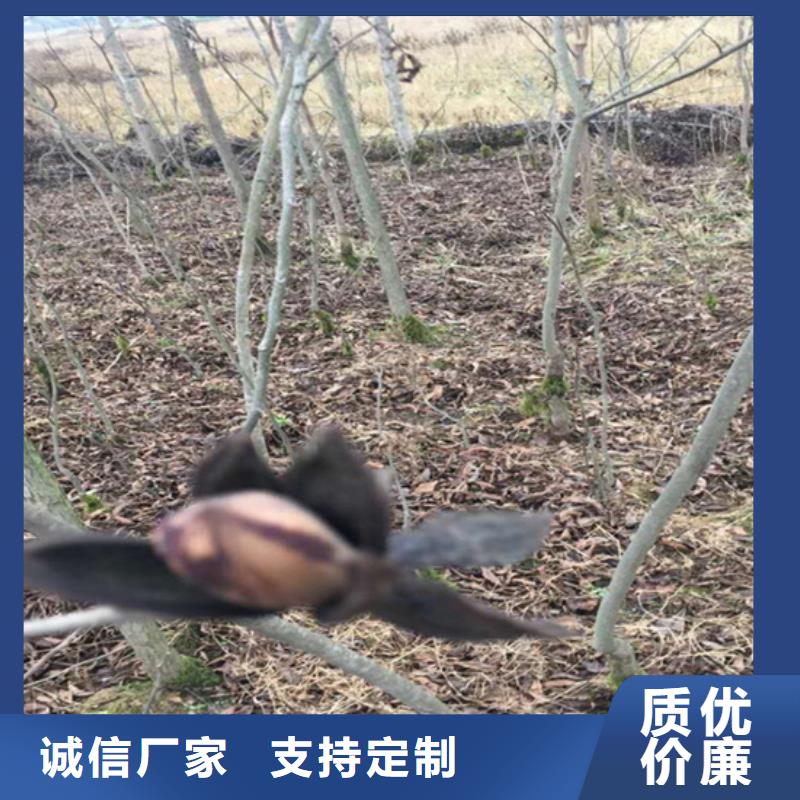 碧根果苹果苗来电咨询