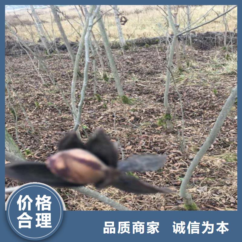 碧根果樱桃苗生产安装