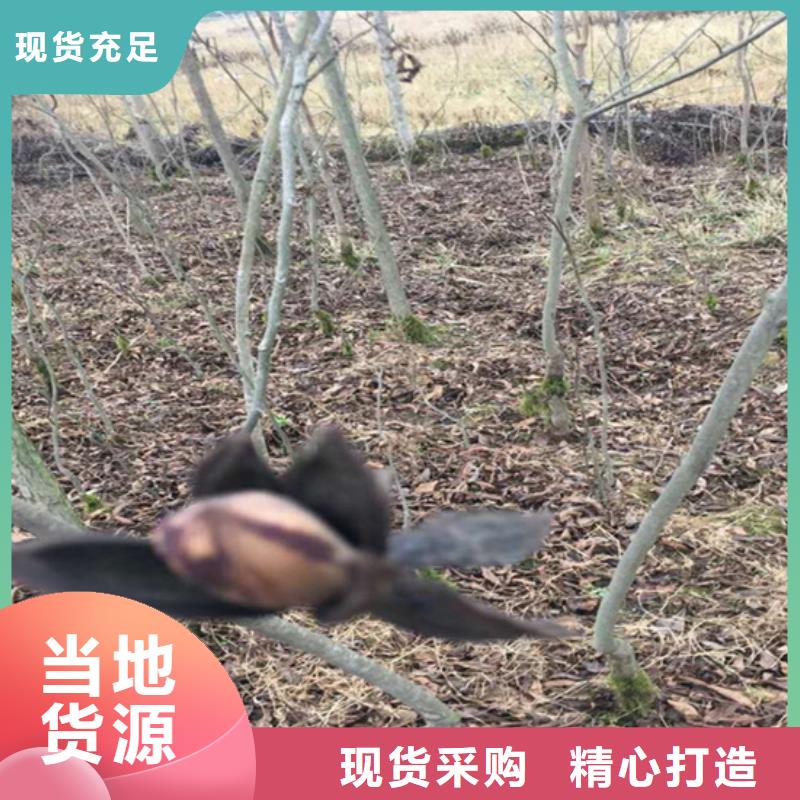 碧根果_李子苗精选优质材料