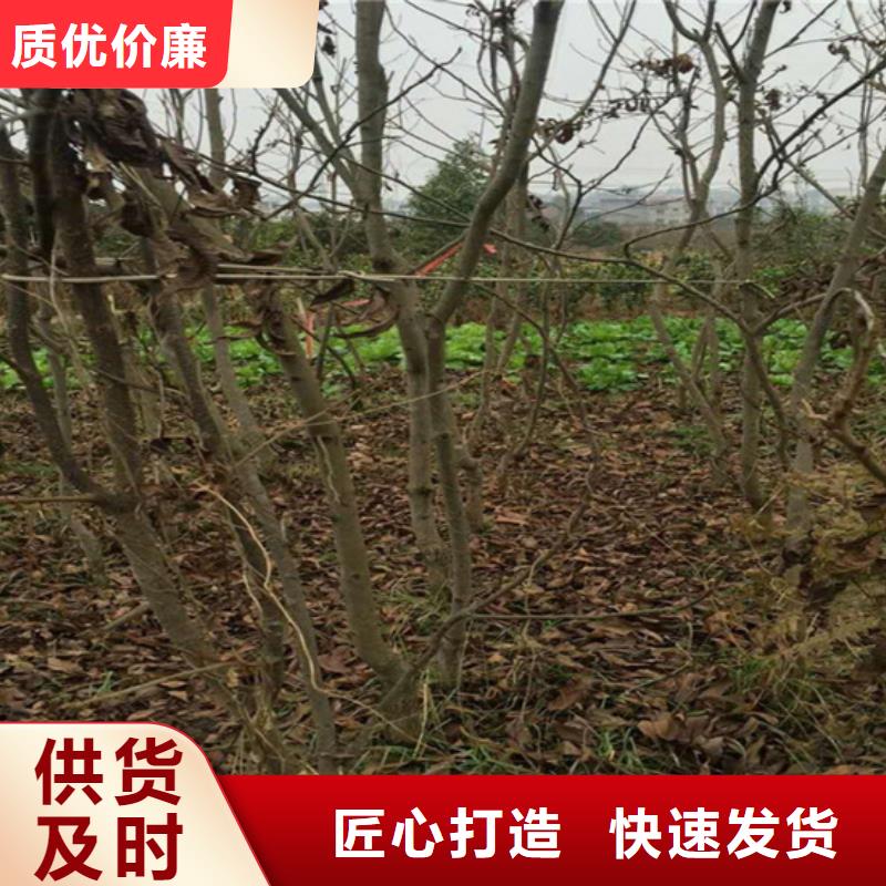 轩园梨树苗碧根果-【石榴树】实力商家企业旺旺