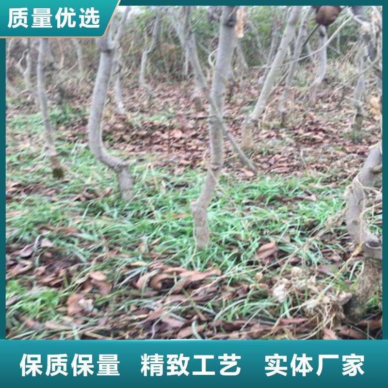 碧根果树苗基地直销