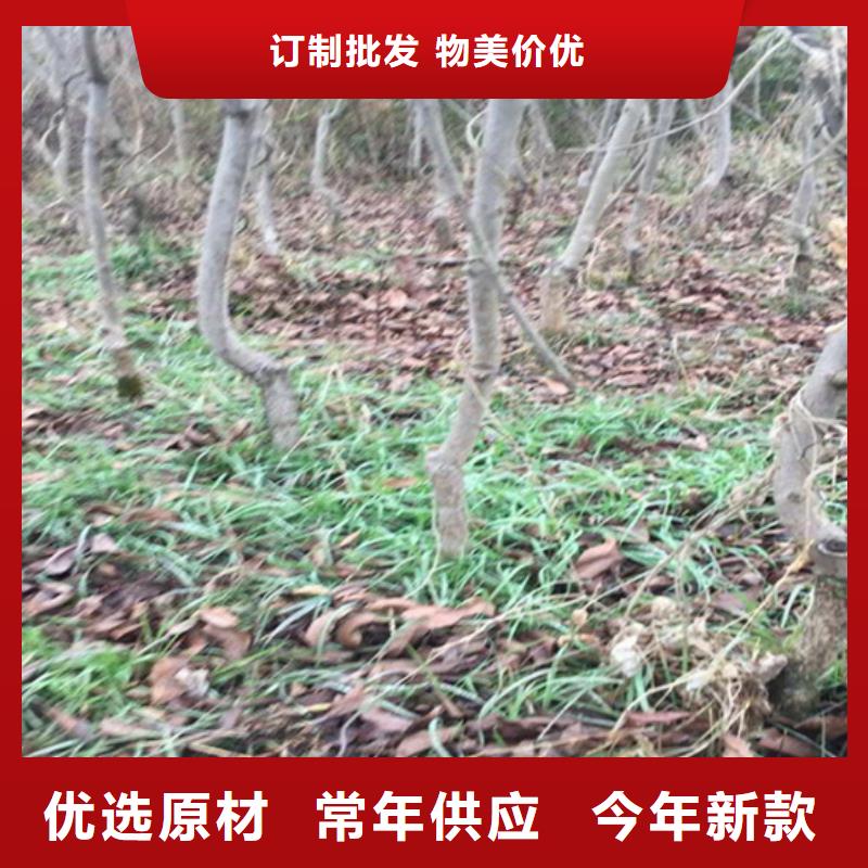 碧根果_板栗苗一站式服务