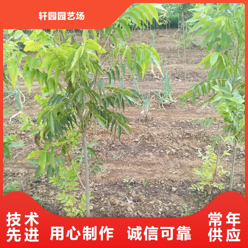 梨树苗-视频-河北省张家口市|怀安|蔚县|邢台|邯郸|沧州|衡水梨树苗-轩园
