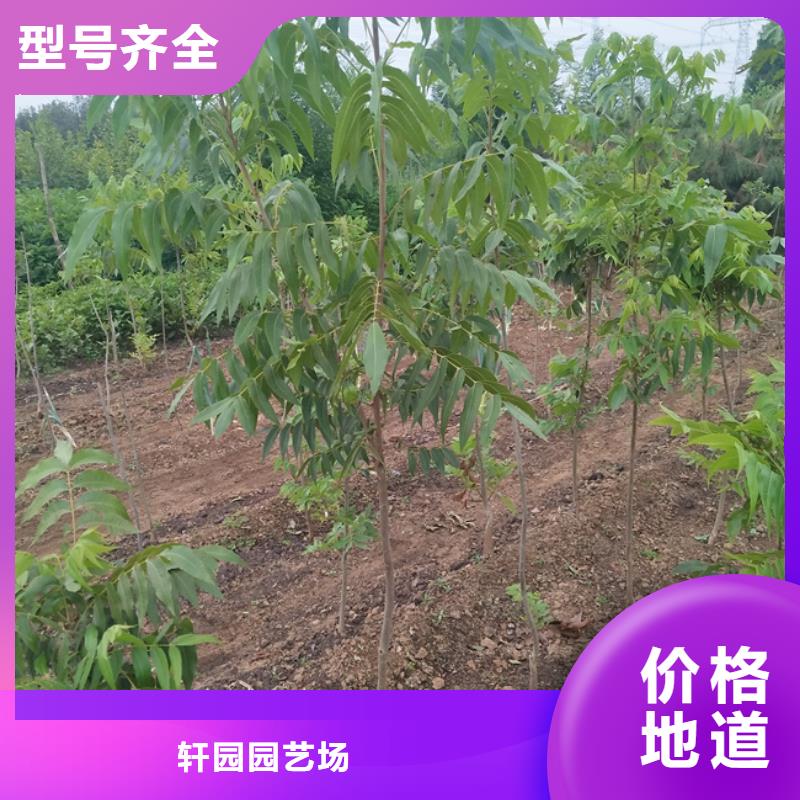 碧根果苗适合种植地区