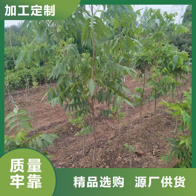 【碧根果】_梨树苗厂家工艺先进轩园梨树苗