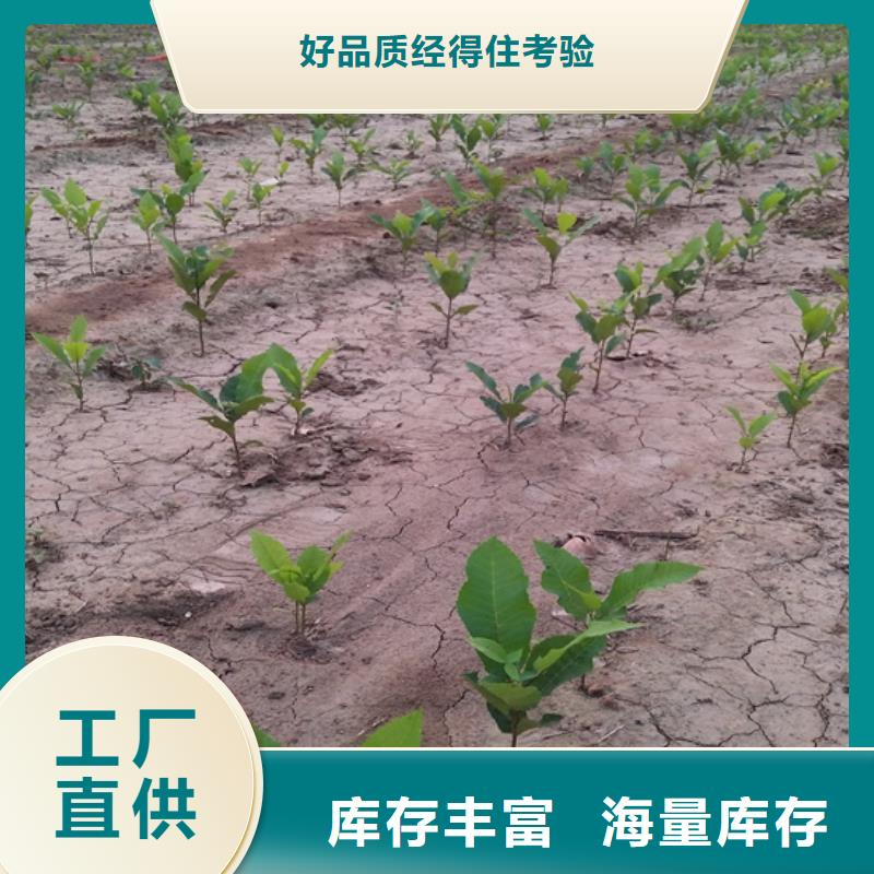 轩园梨树苗碧根果-【石榴树】实力商家企业旺旺