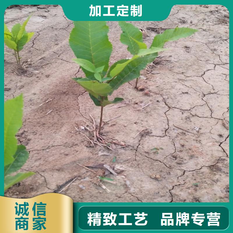 【碧根果】_梨树苗厂家工艺先进 轩园园艺场(辽源市分公司)
