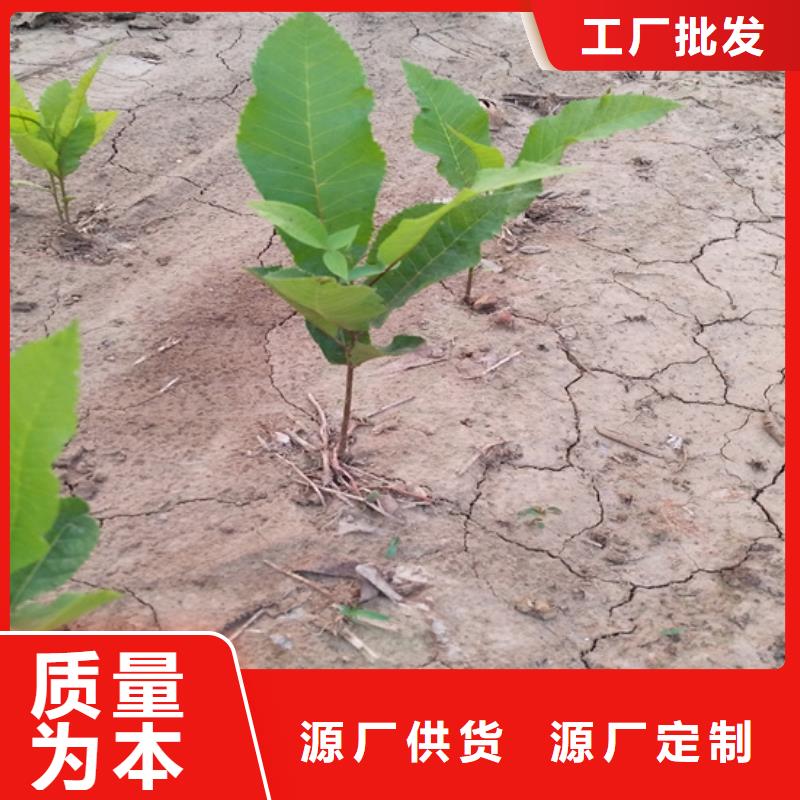 【碧根果】樱桃苗符合标准
