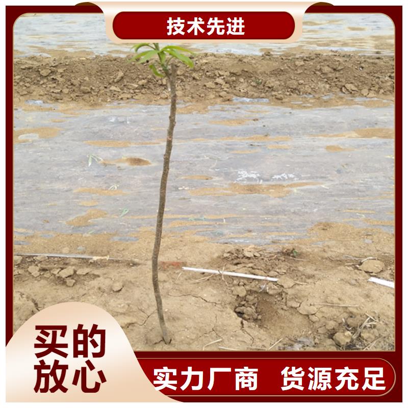 轩园梨树苗碧根果-【石榴树】实力商家企业旺旺