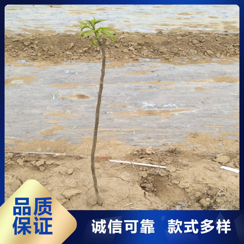 碧根果成活率高