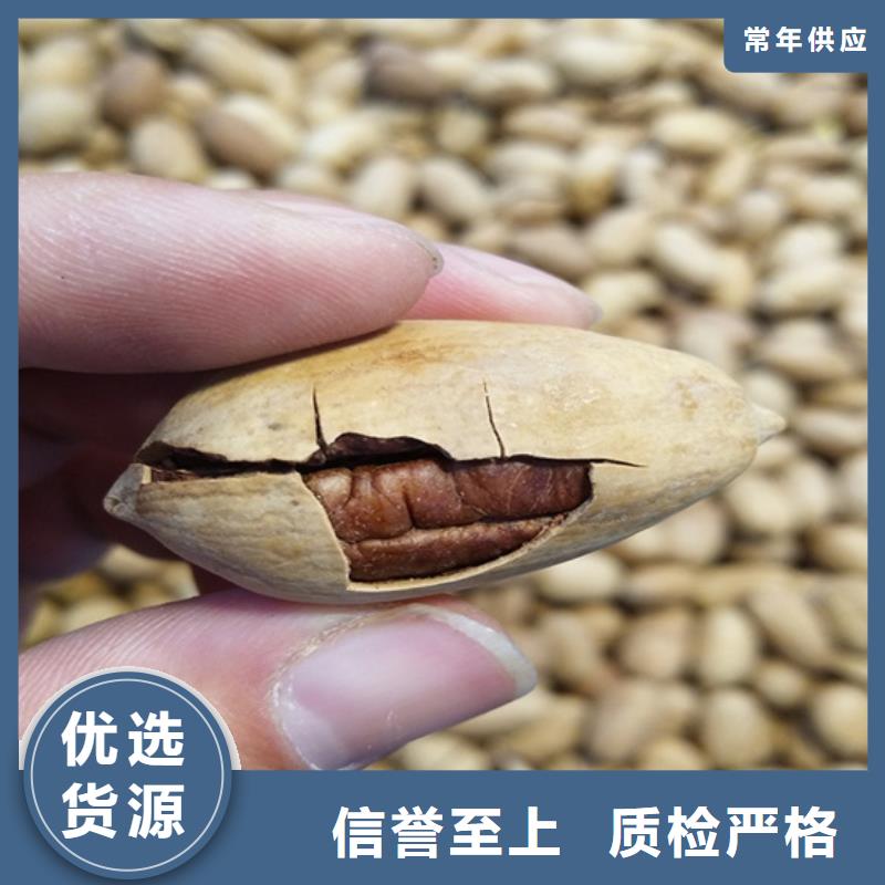 碧根果_李子苗精选优质材料