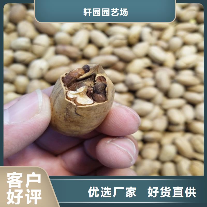 碧根果-櫻桃苗加工定制