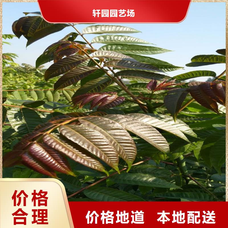 香椿櫻桃苗今日新品