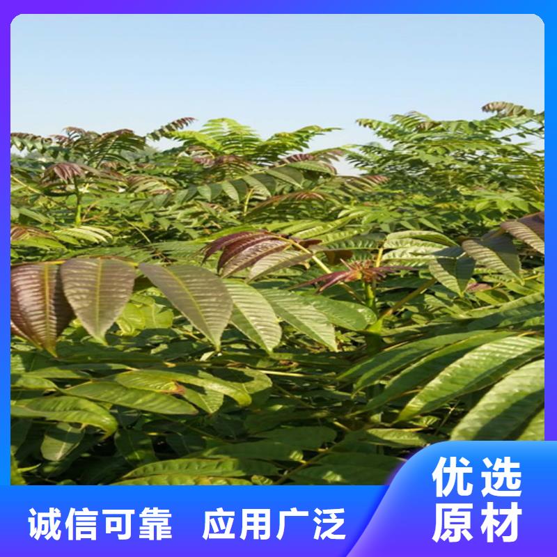 服务商香椿_【石榴树】现货充裕