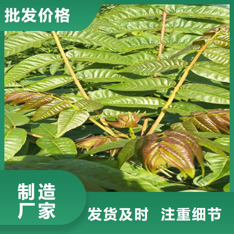 香椿-【玛瑙红石榴苗】实体厂家