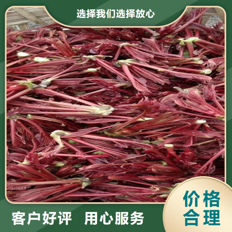 梨树苗-视频-梨树苗-山西省阳泉市(同城)品牌-平定|盂县|吕梁|忻州|长治|晋中