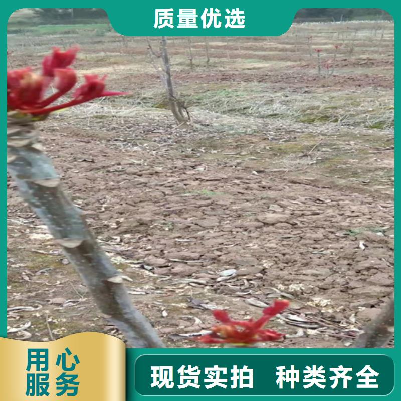 香椿_【石榴树】现货充裕|通辽|乌兰察布|阿拉善|乌海|赤峰|呼伦贝尔|锡林郭勒生产商