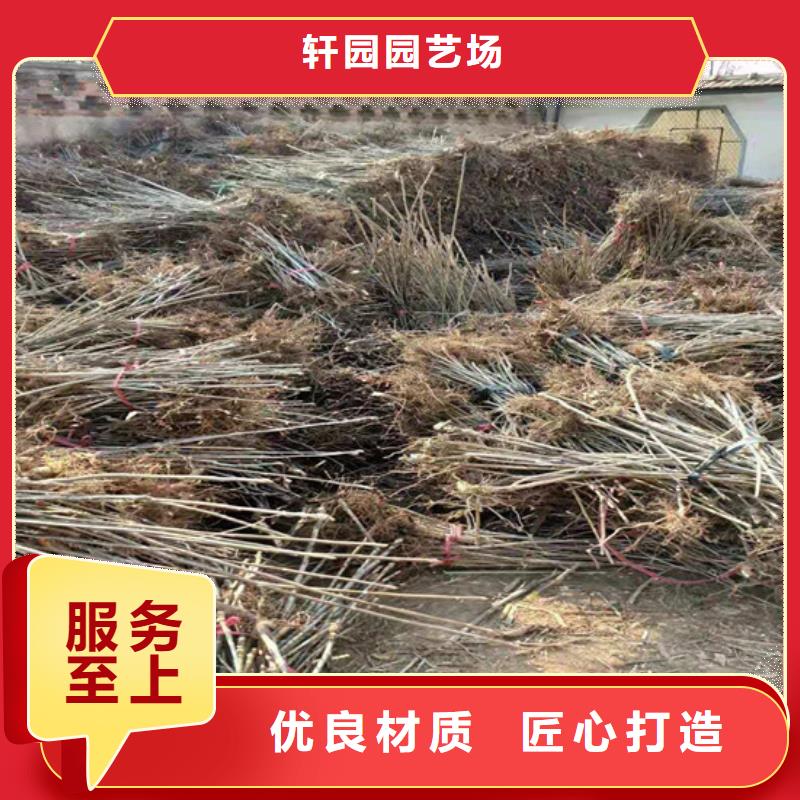 香椿桃樹苗層層質(zhì)檢
