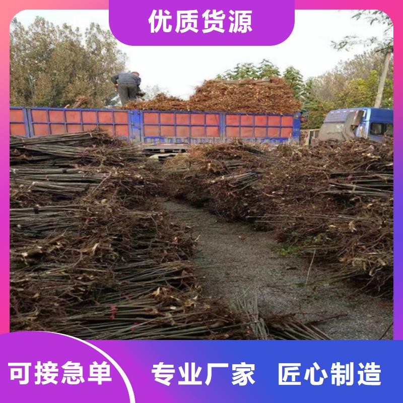 香椿_【石榴树】现货充裕|通辽|乌兰察布|阿拉善|乌海|赤峰|呼伦贝尔|锡林郭勒生产商