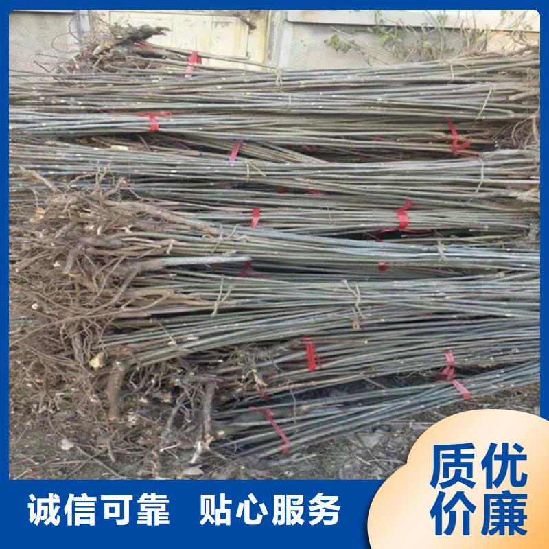 【香椿】葡萄苗联系厂家