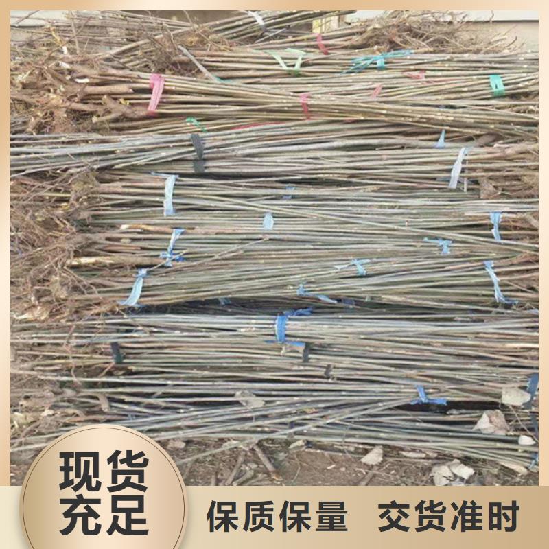 香椿板栗苗多年厂家可靠