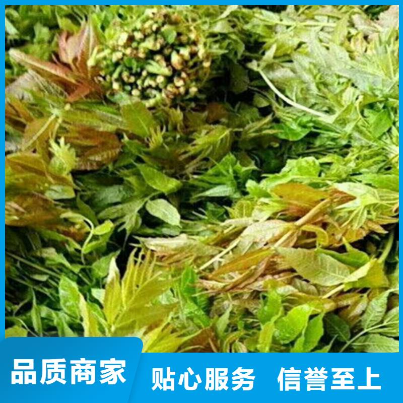 【 香椿_石榴树专业完善售后】-服务区域包括平定|盂县|晋中|大同|忻州|晋城|长治|吕梁|朔州等-产品视频