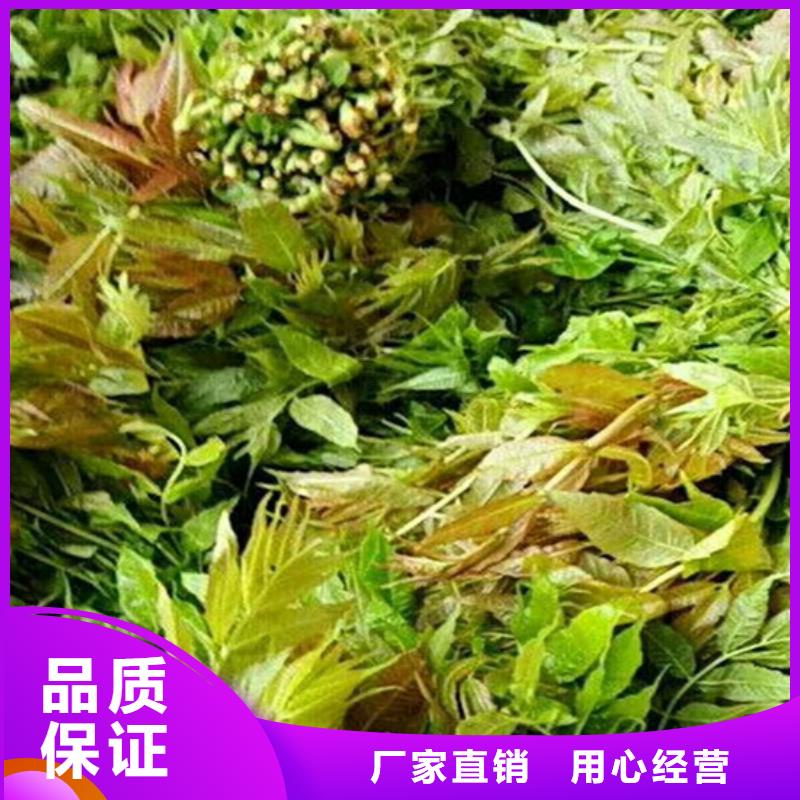 香椿_葡萄苗一周內發貨