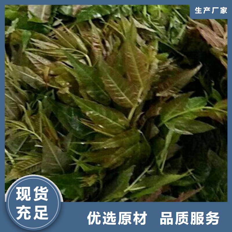 香椿桃樹苗層層質(zhì)檢