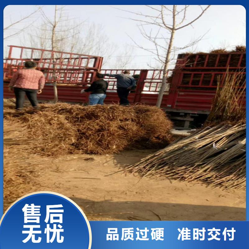 香椿_【石榴树】现货充裕|通辽|乌兰察布|阿拉善|乌海|赤峰|呼伦贝尔|锡林郭勒生产商