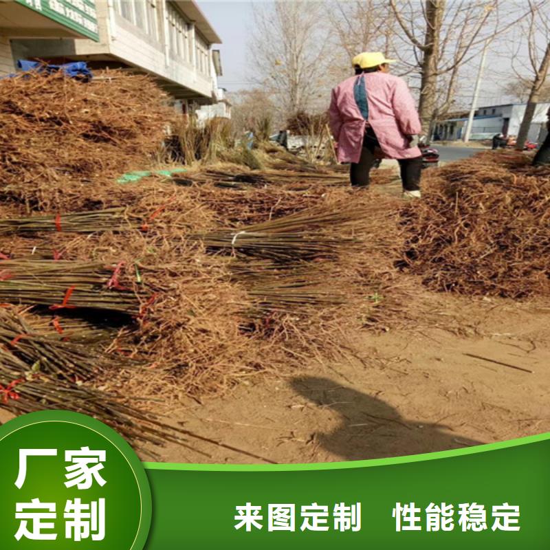 香椿樱桃苗今日新品
