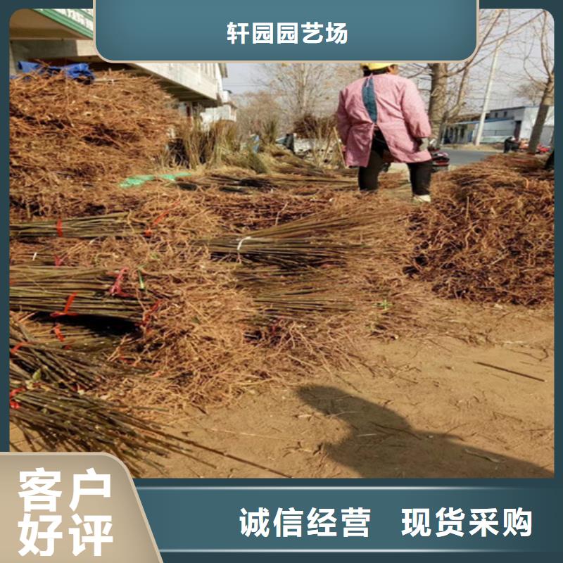 香椿,苹果苗选择我们没错