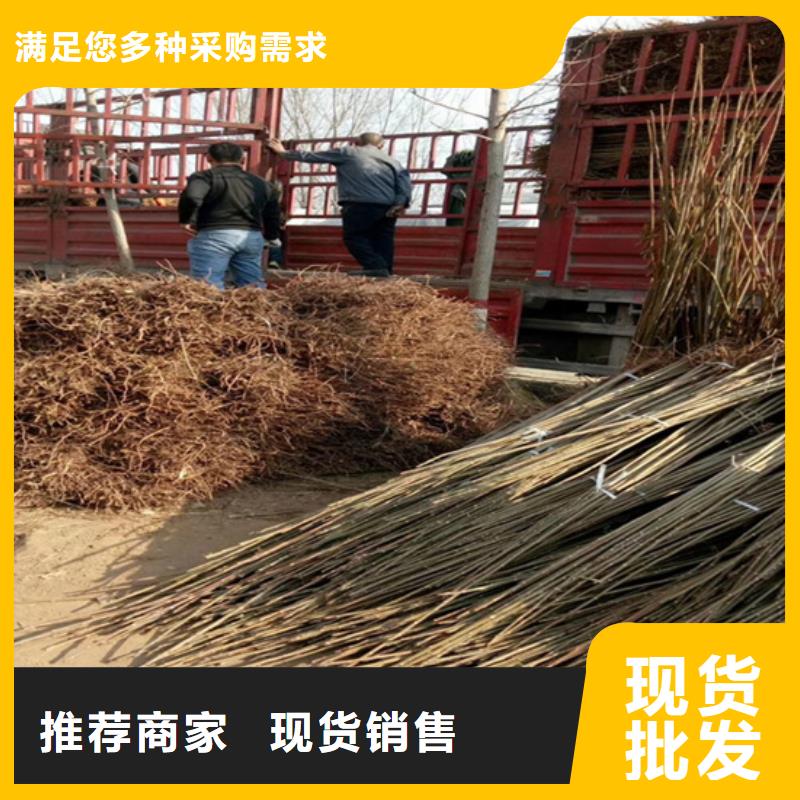 香椿桃树苗层层质检