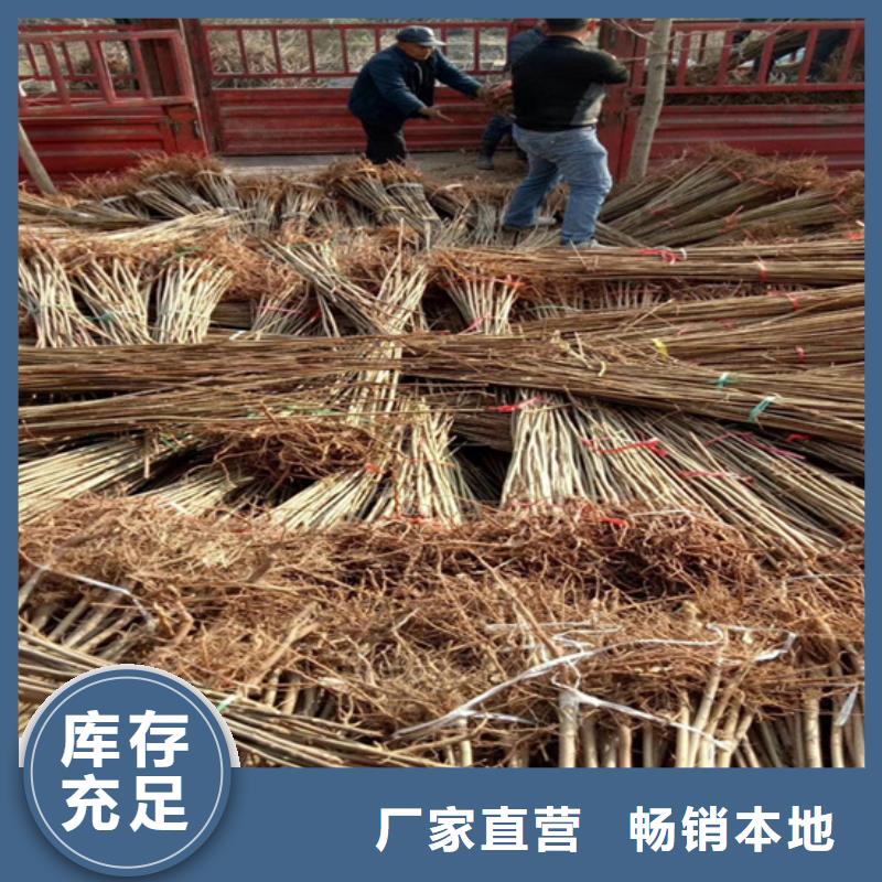 梨树苗-视频-梨树苗-山西省阳泉市(同城)品牌-平定|盂县|吕梁|忻州|长治|晋中