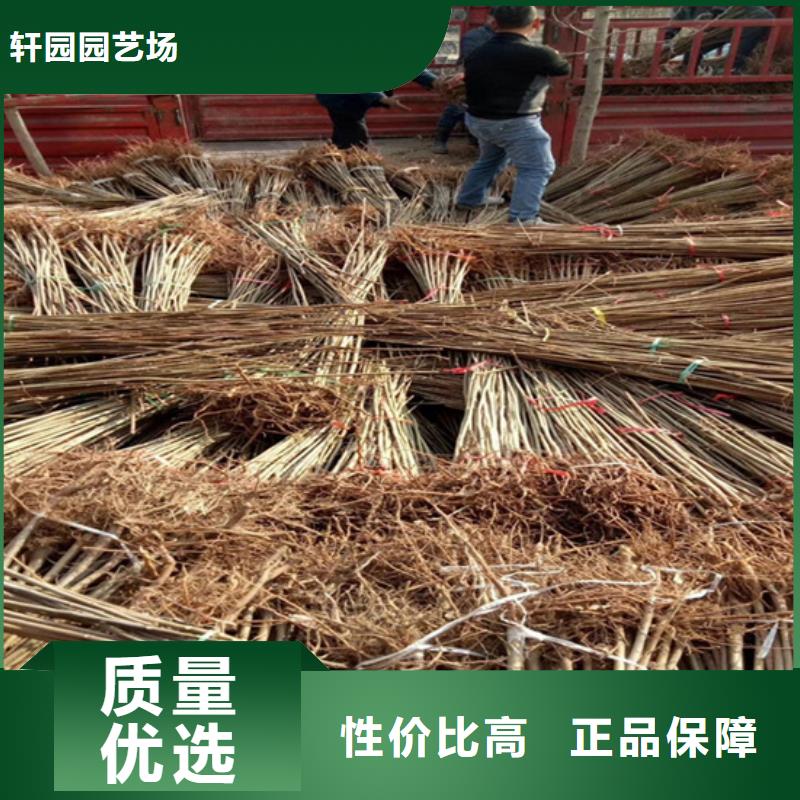 香椿桃树苗层层质检