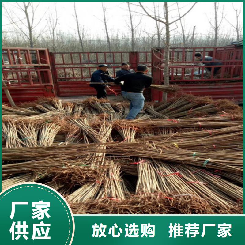 香椿,蘋果苗選擇我們沒錯