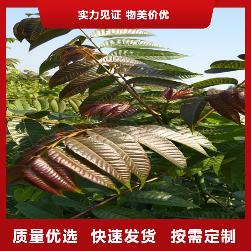 香椿板栗苗多年厂家可靠