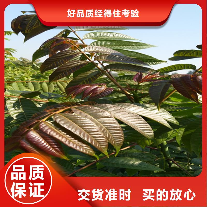 香椿_葡萄苗一周內發貨