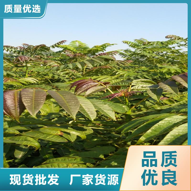 【 香椿_石榴树专业完善售后】-服务区域包括平定|盂县|晋中|大同|忻州|晋城|长治|吕梁|朔州等-产品视频