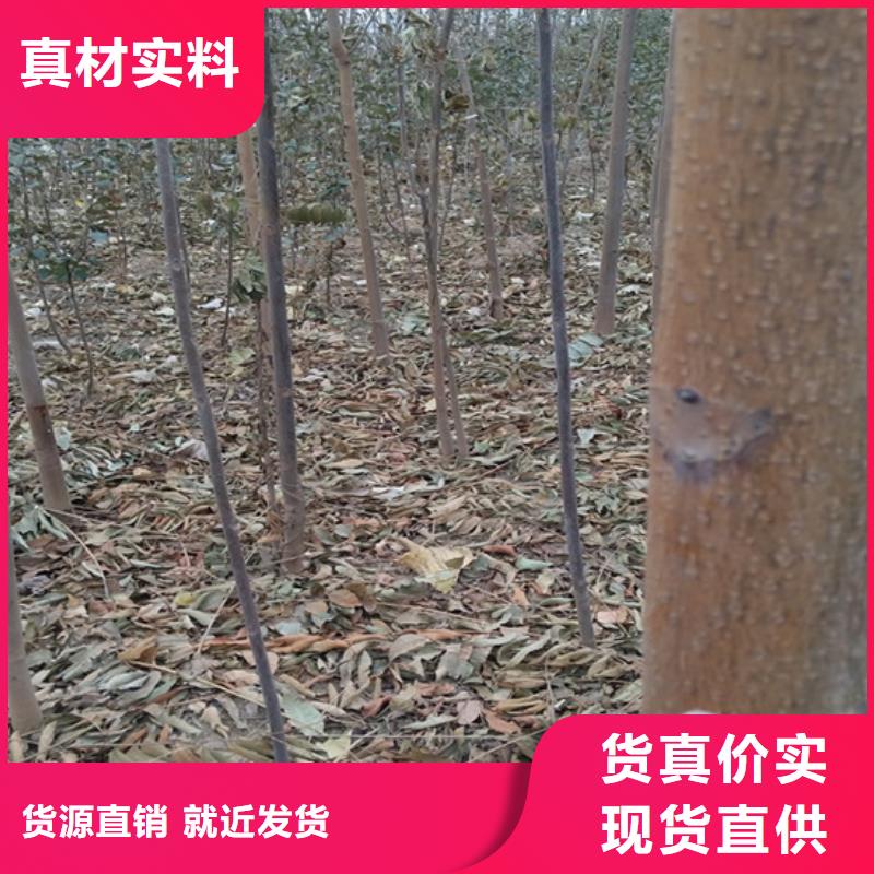 香椿,苹果苗选择我们没错