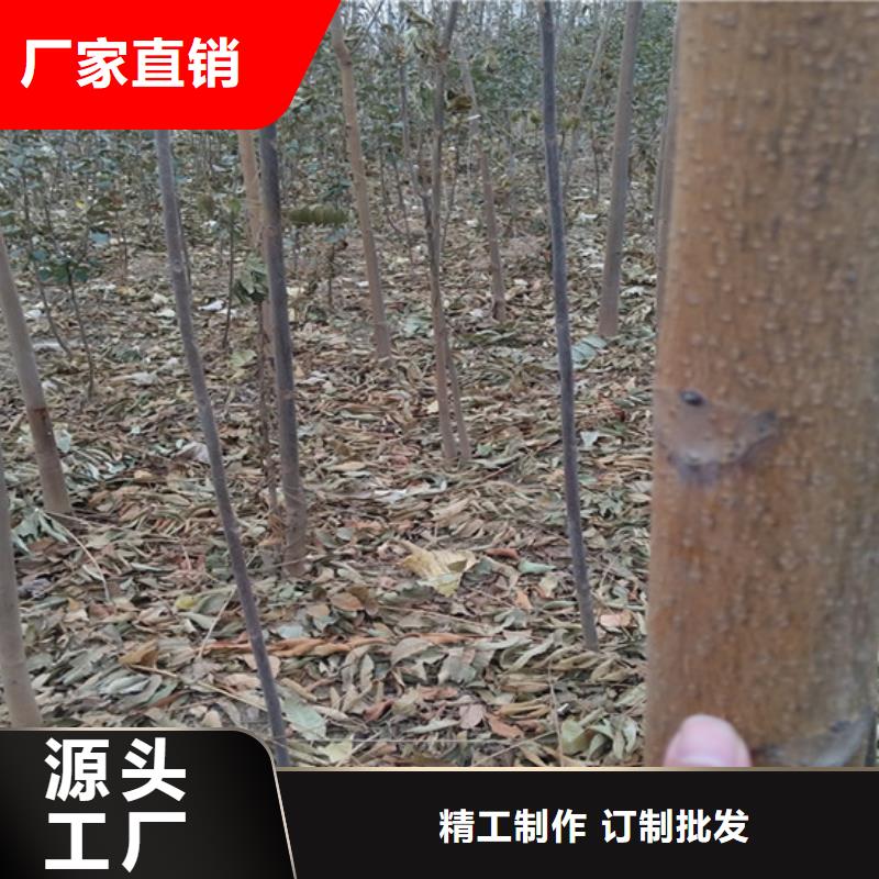 香椿,蘋果苗選擇我們沒錯