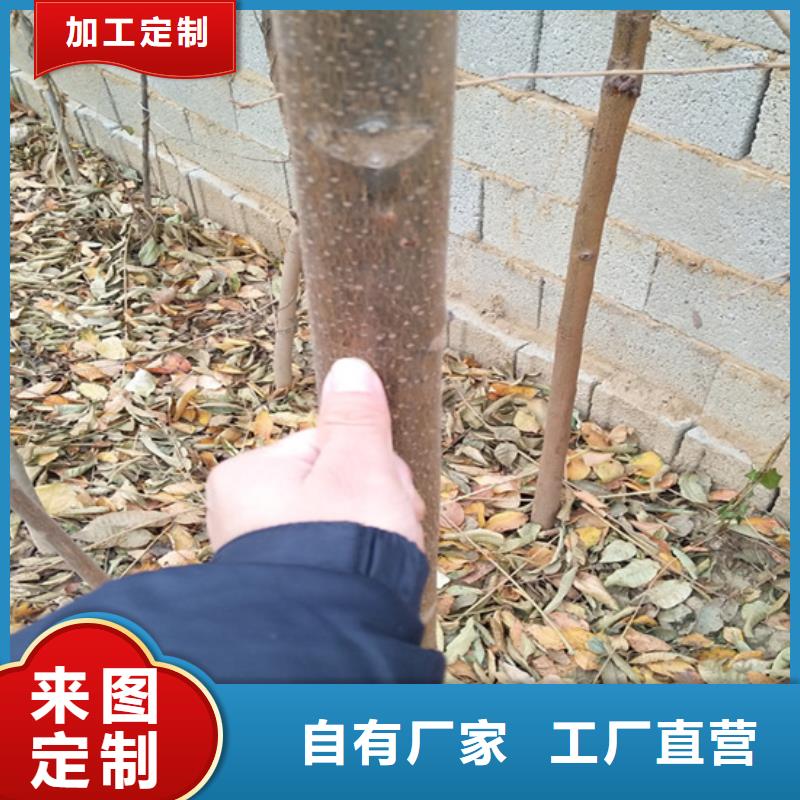 香椿_【石榴树】现货充裕|通辽|乌兰察布|阿拉善|乌海|赤峰|呼伦贝尔|锡林郭勒生产商