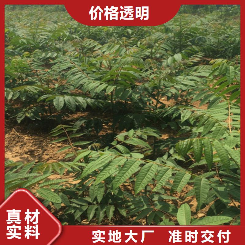 梨树苗视频-阎良|户县|延安|铜川|安康|商洛|汉中梨树苗匠心打造-轩园园艺场(西安市分公司)