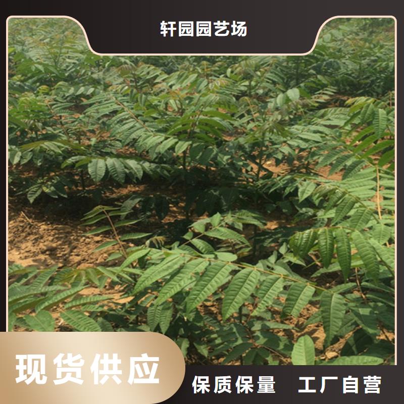 香椿桃树苗层层质检